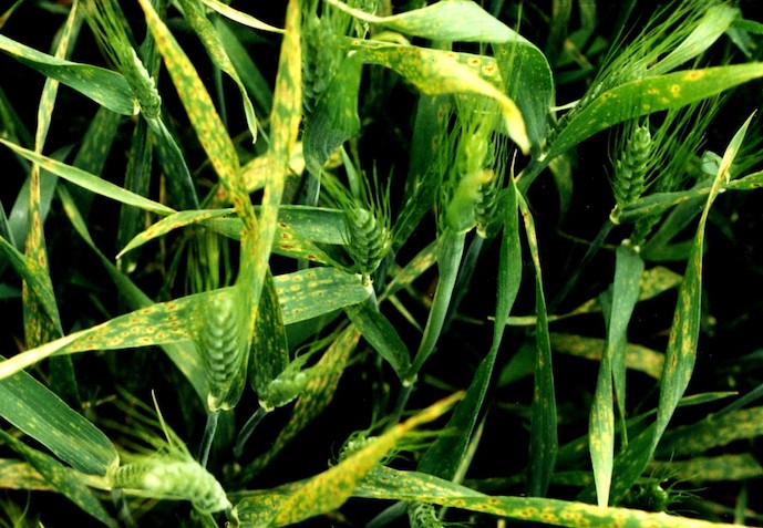 Симптоми розвитку піренофорозу Pyrenophora triticirepentis на озимій пшениці